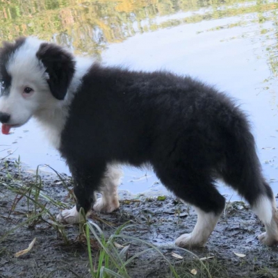 Vek 2 mesiace a 3 týždne