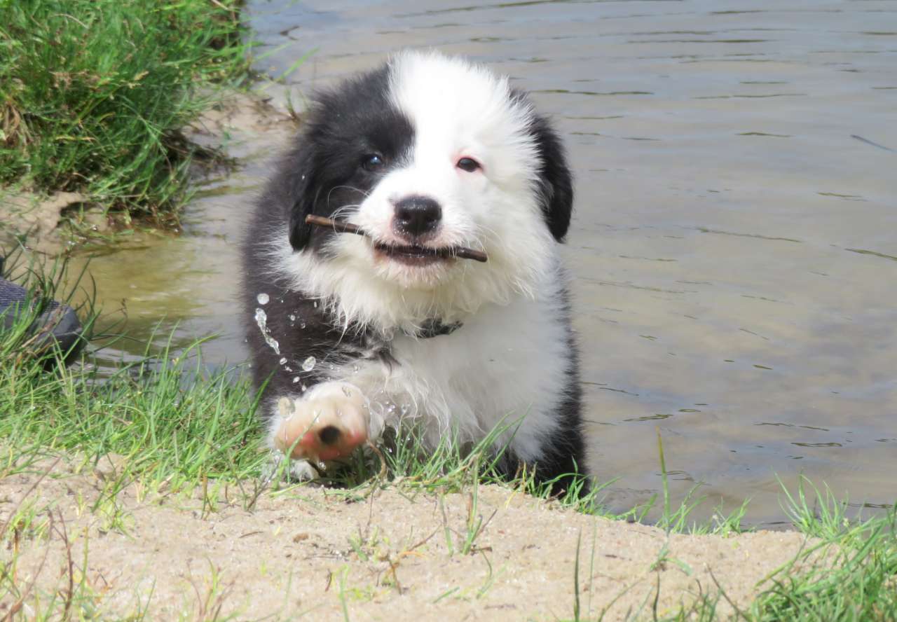 Loki a Tomky 30.08.2020