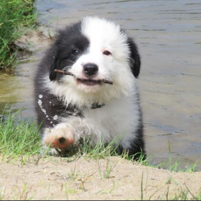 Loki a Tomky 30.08.2020